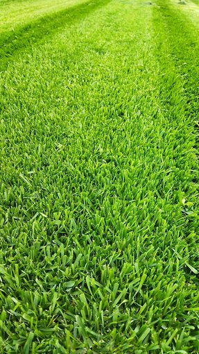 青島草坪基地直銷四季青草坪綠化草坪草皮圖片