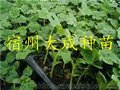 西瓜苗-无籽西瓜苗