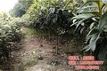 枇杷苗_繁茂苗木_苏州枇杷苗