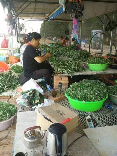 大果沙棘苗廠家圖片