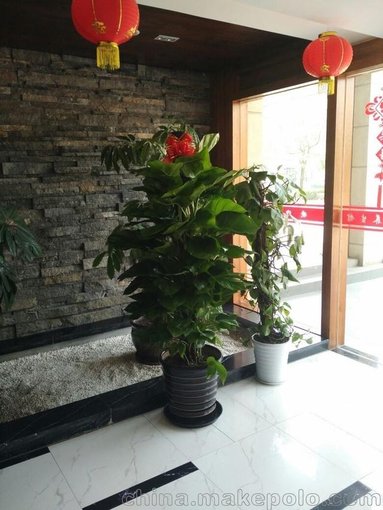盆栽批發(fā) 映山紅杜鵑花盆栽花卉 室內(nèi)外觀花植物帶花發(fā)包成活圖片