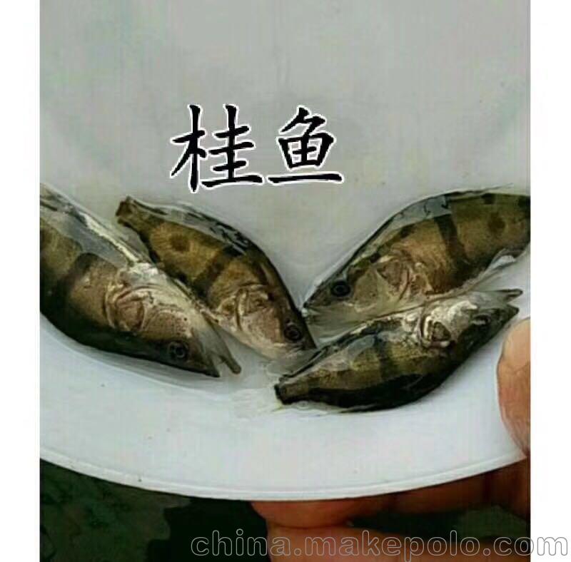 東莞草魚(yú)魚(yú)苗養(yǎng)殖場(chǎng)圖片_6