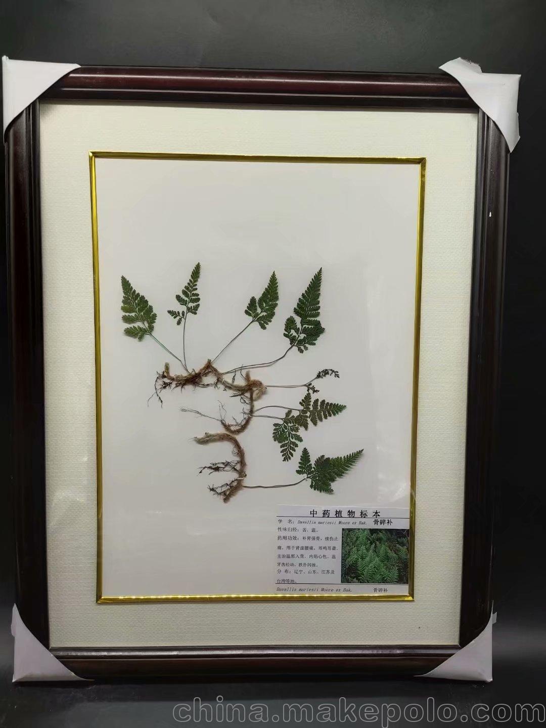 河南弘霖厂家直销植物标本,精装腊叶标本,一手货源中药标本-栾树