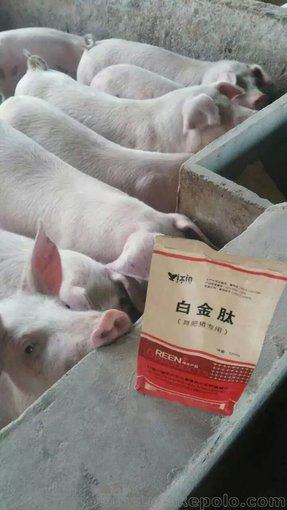 剛出生的小豬拉稀  仔豬專用白金肽 已解決  包郵  貨到付款圖片