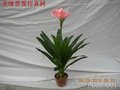 户外君子兰叶_树君子兰树