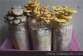 浙江黄金菇菌包生产厂家