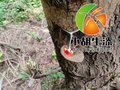 云贵川天然生漆土漆大漆国漆棺木寿木漆