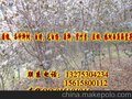 柳树价格-28公分旱柳-垂柳价格行情