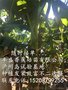 广州香蕉苗无菌脱毒 农业科学园