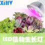 多肉盆栽花卉植物工厂专用补光灯LED-12W par38 射灯