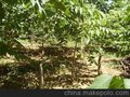 麻核桃树苗成活率高达98% 涞水麻核桃树苗