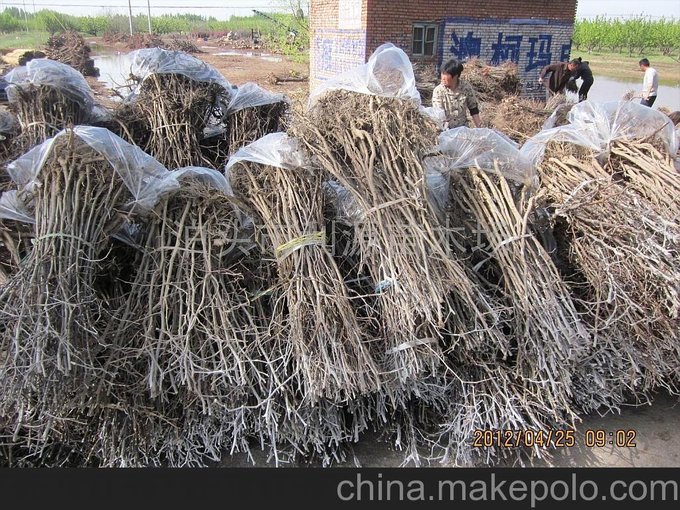 泰安棗樹苗報價圖片