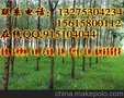 柳树价格-10公分旱柳-垂柳价格行情