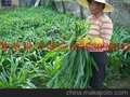 县黑麦草种子种植方法