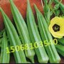 浙江绿色蔬菜黄秋葵大批量批发
