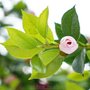 广州松涛工艺仿真茶花树定制 户外人造山茶花树仿真植物批发厂家