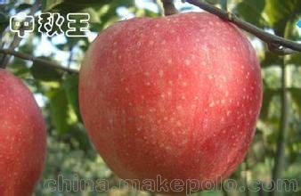 中秋王蘋果新品種，優(yōu)質(zhì)蘋果苗，美圖苗木基地圖片