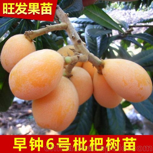 供應(yīng)早鐘6號(hào)枇杷苗新品種 嫁接耐寒果樹苗  當(dāng)年結(jié)果 可盆栽地栽圖片