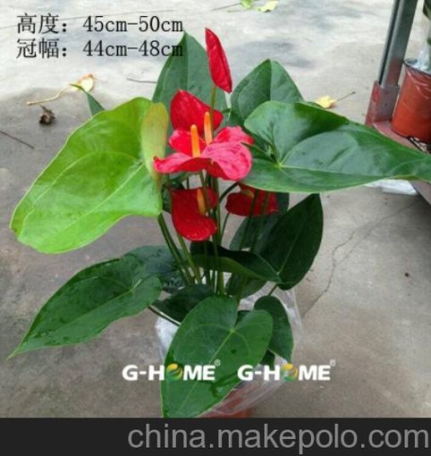 批發(fā)室內(nèi)花卉 150# 紅掌-廣州紅東星花場直銷圖片