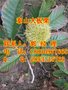 青神板栗苗厂家直销
