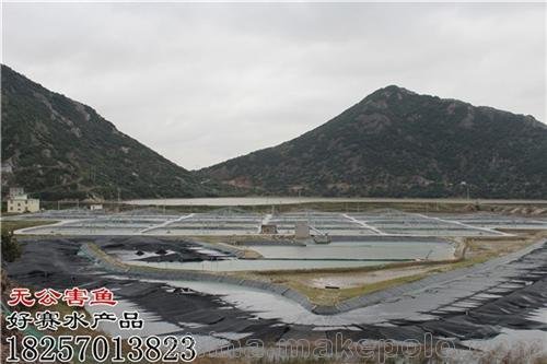 好賽水產(chǎn)品(在線咨詢)、金華無公害鯽魚圖片