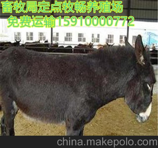 合肥供應(yīng)肉驢 驢駒 種驢市場(chǎng)批發(fā)養(yǎng)殖技術(shù)圖片