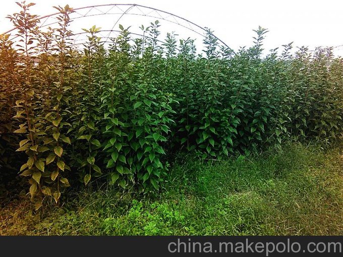供應櫻花，周至苗木基地直銷(xiāo)櫻花樹(shù)苗，陜西櫻花樹(shù)苗綠化苗木圖片
