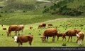 热卖 益生 肉牛专用内服活菌