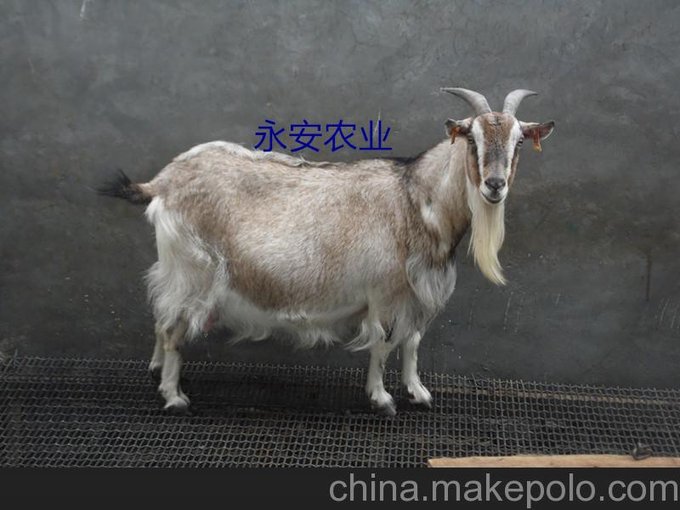 瀘州羊肉批發(fā)，羊肉供應，羊肉價格，黔北麻羊圖片