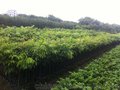 泰国龙眼果树苗 龙眼树苗 别墅庭院种植 果树苗南方种植