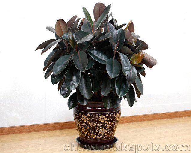 武漢大型綠植基地凈化空氣的植物橡皮樹盆栽，吸甲醛的橡膠樹圖片