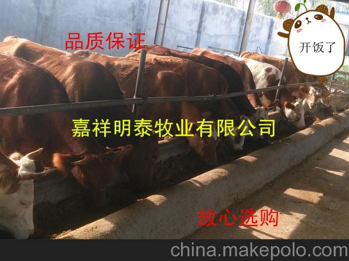 魯西黃牛犢價格  肉牛市場行情趨勢圖片