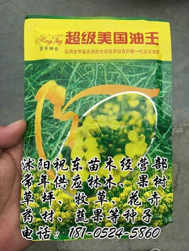 美國油王種子油菜籽、油菜心高產(chǎn)易活種植、抗倒伏病毒耐寒冬綠化圖片