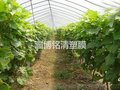 葡萄膜厂家 淄博实惠的葡萄膜推荐