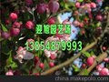 泰安北美海棠苗价格