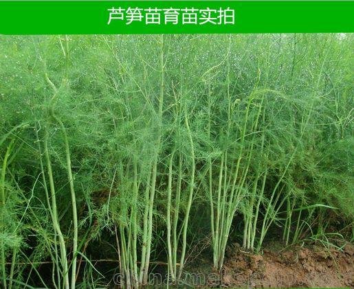 現(xiàn)在蘆筍觀賞芍藥 牡丹 的市場(chǎng)前景如何圖片