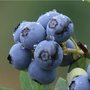 美国进口高糖度蓝莓浓缩汁