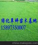 供应江西马尼拉草皮规格22*22*10