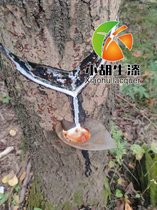 СȻٌ(zhun)ô
