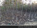 供应核桃苗，嫁接核桃苗价格，8185核桃苗