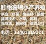 龙南县　龙虾苗货到付款