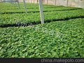 宿州苗床育苗杜绝土传菌德瑞特博杰518黄瓜苗