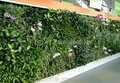 供应仿真植物墙高级绿植墙 创意室内背景人造草墙厂家直销