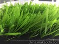 出口欧美高环保免检足球场专用 卡姆昂 厂家直供 景观草坪