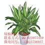 东莞绿植租赁 铁树 也门铁 龙血树 东莞租花服务 花卉租赁