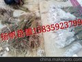 供应农大7号钙果苗、农大7号钙果苗价格、农大7号钙果苗图片