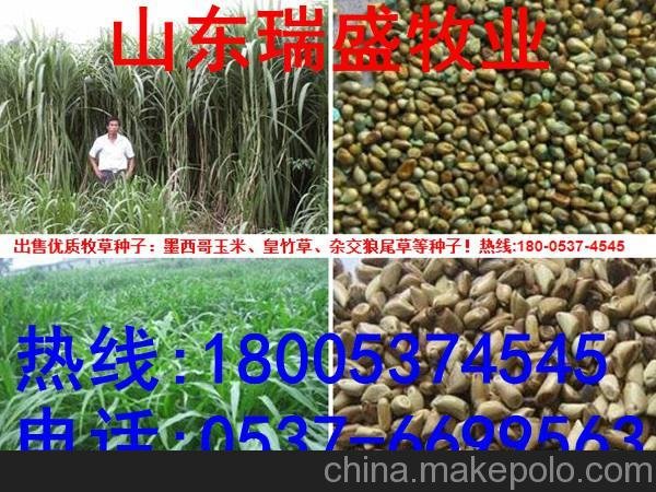 新泰出售肉驢 改良肉驢新價(jià)格走勢(shì)圖片