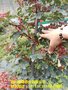 万源无刺大红袍花椒苗价格