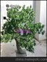 植物仿真罗汉松盆景盆栽 松树仿真树枝树叶
