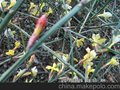 供应迎春 棣棠 等花灌木，花灌木价格